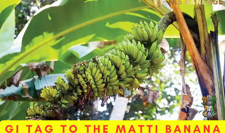 The Matti Banana