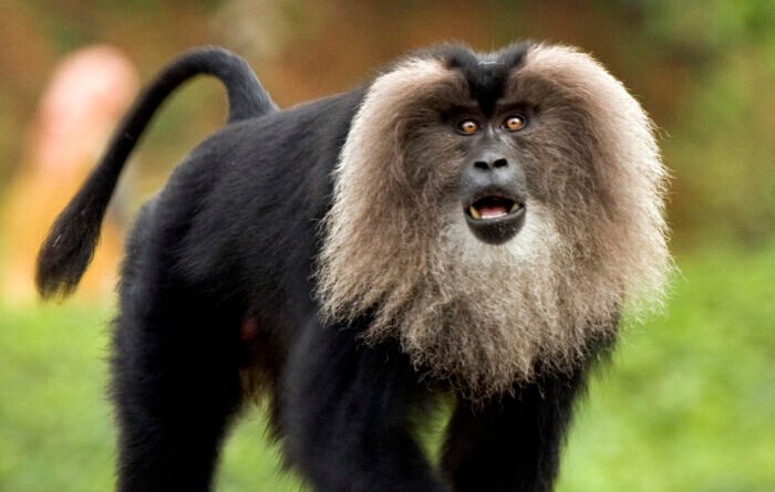 Lion-Tailed Macaque