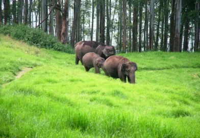 Madhav Gadgil’s Enduring Legacy in the Nilgiris Biosphere Reserve Ias Banenge